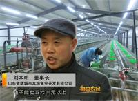 诸城市本明兔业开发有限公司董事长刘本明接受央视记者采访x.JPG